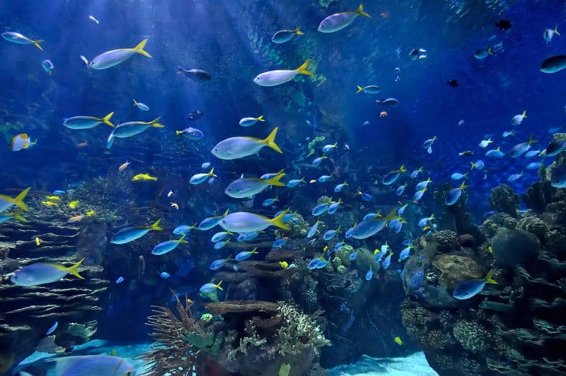 aquarium treatment